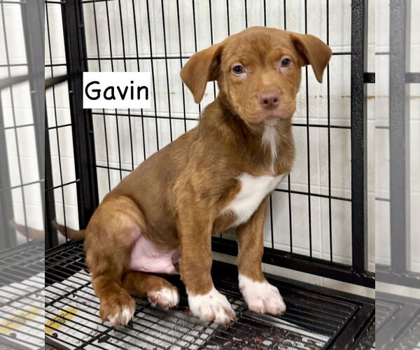 Medium Photo #1 Boxador Puppy For Sale in GILBERTS, IL, USA