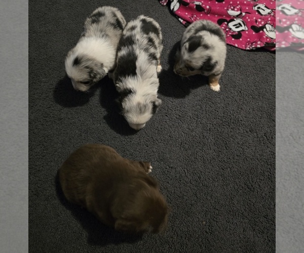 Medium Photo #1 Australian Shepherd Puppy For Sale in STEPHENVILLE, TX, USA