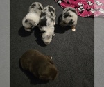 Small Australian Shepherd