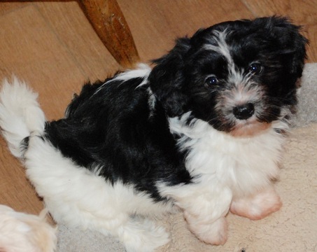 Medium Photo #1 Havanese Puppy For Sale in MONTGOMERY, TX, USA