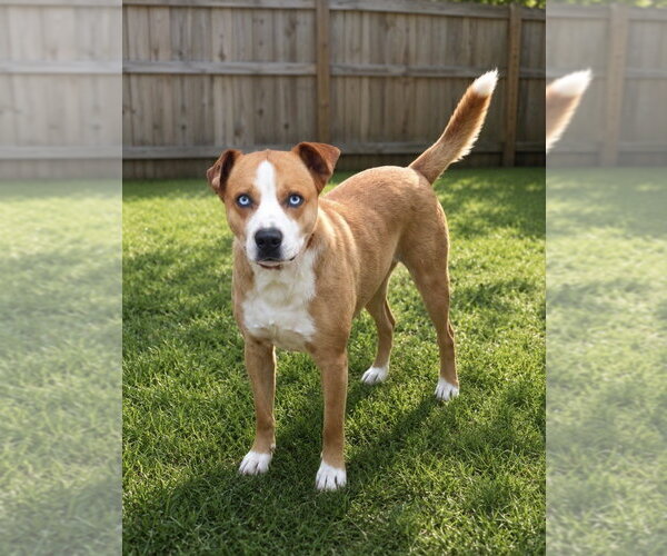 Medium Photo #7 American Staffordshire Terrier-Labrador Retriever Mix Puppy For Sale in San Diego, CA, USA