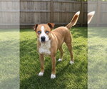Small #6 American Staffordshire Terrier-Labrador Retriever Mix