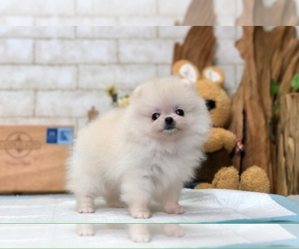 Medium Photo #1 Pomeranian Puppy For Sale in SAN FRANCISCO, CA, USA