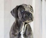 Small Photo #1 Cane Corso Puppy For Sale in EAST EARL, PA, USA