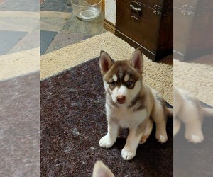 Siberian Husky Puppy for sale in BAYTOWN, TX, USA