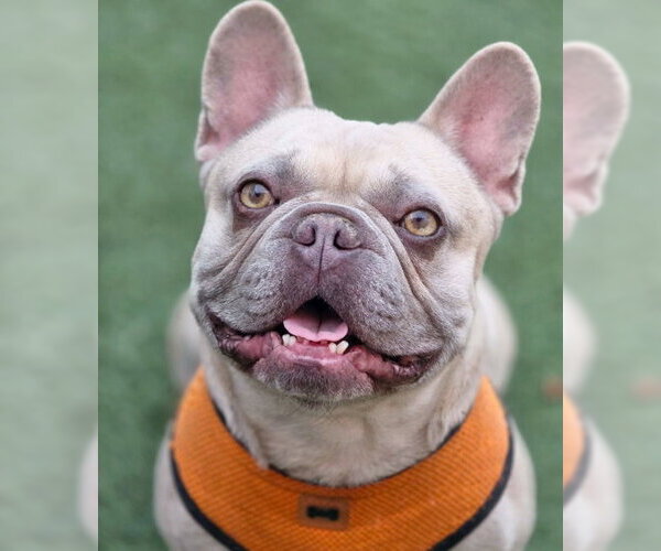 Medium Photo #3 French Bulldog Puppy For Sale in Chino Hills, CA, USA