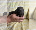 Small #7 Labradoodle
