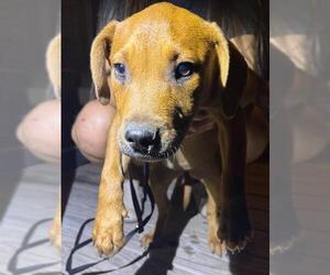 American Staffordshire Terrier-Unknown Mix Dogs for adoption in San Antonio, TX, USA