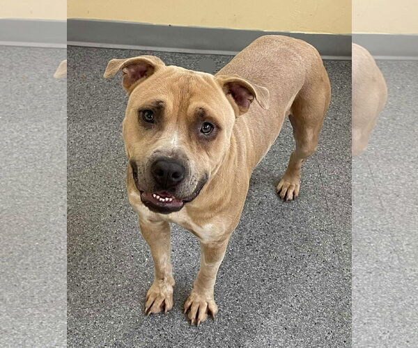 Medium Photo #1 Mutt Puppy For Sale in Low Moor, VA, USA