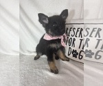 Gwyneth - Female German Shepherd Dog Puppy for Sale - Photo #4