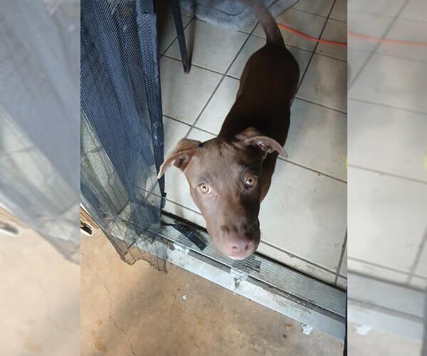 Medium Photo #1 Labrador Retriever-Unknown Mix Puppy For Sale in San Antonio, TX, USA