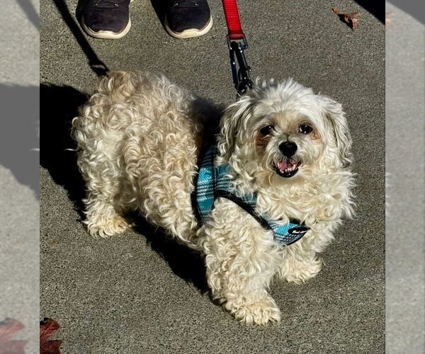 Medium Photo #4 Maltese-Unknown Mix Puppy For Sale in Fairfax, VA, USA