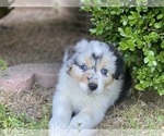 Small #3 Australian Shepherd