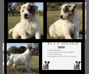 Australian Cattle Dog Puppy for sale in ZOLFO SPRINGS, FL, USA