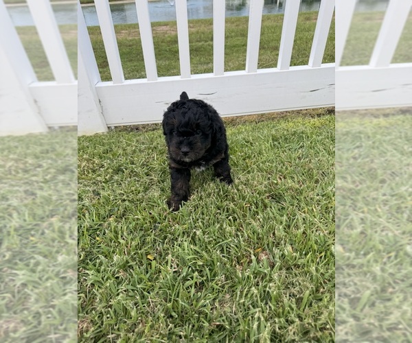 Medium Photo #82 Miniature Bernedoodle Puppy For Sale in AUBURNDALE, FL, USA