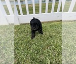Small Photo #82 Miniature Bernedoodle Puppy For Sale in AUBURNDALE, FL, USA