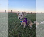Small #1 Mutt