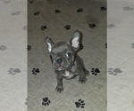 Puppy Calamity Jane French Bulldog