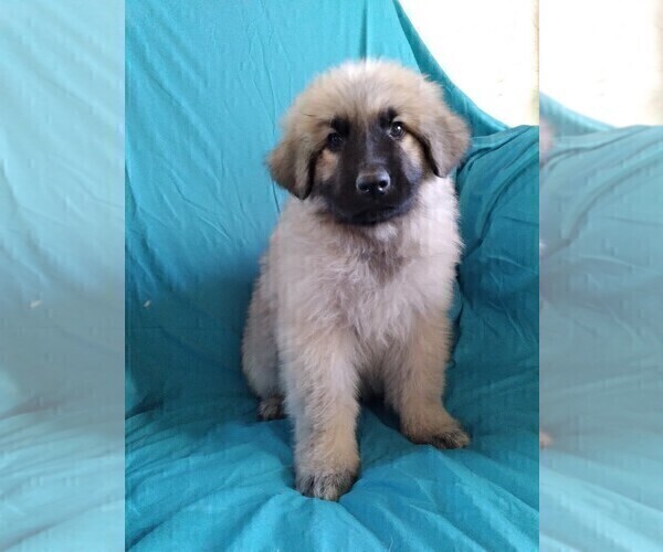 Medium Photo #3 King Shepherd Puppy For Sale in GRAND CANYON CAVERNS, AZ, USA