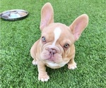 Small #20 French Bulldog