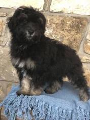 Aussiedoodle Puppy for sale in AZLE, TX, USA