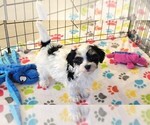 Small #3 Havanese