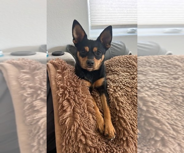 Medium Photo #2 Chihuahua-Unknown Mix Puppy For Sale in Lakewood, CO, USA