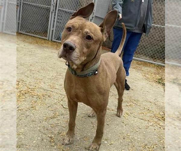 Medium Photo #1 Bullboxer Pit Puppy For Sale in Aurora, IL, USA