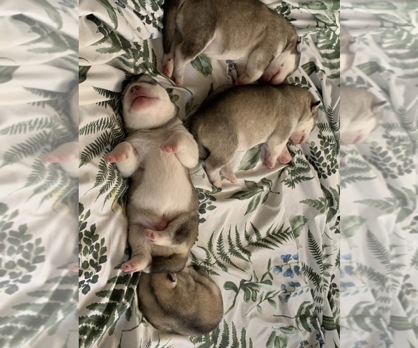Medium Photo #1 Alaskan Malamute Puppy For Sale in DEFUNIAK SPRINGS, FL, USA