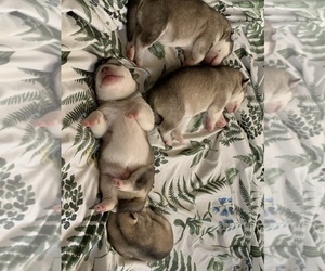 Alaskan Malamute Puppy for sale in DEFUNIAK SPRINGS, FL, USA