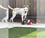 Small #2 Carolina Dog Mix