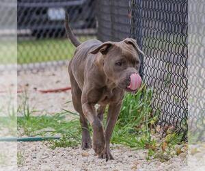American Pit Bull Terrier-Unknown Mix Dogs for adoption in Waco, TX, USA