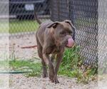Small American Pit Bull Terrier Mix