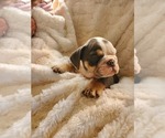 Small Photo #2 English Bulldog Puppy For Sale in ALBUQUERQUE, NM, USA