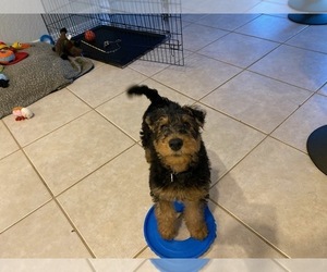 Airedale Terrier Puppy for sale in SPRING HILL, FL, USA