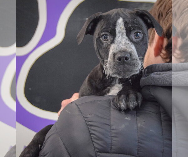 Medium Photo #6 American Staffordshire Terrier-Boxer Mix Puppy For Sale in Huntley, IL, USA
