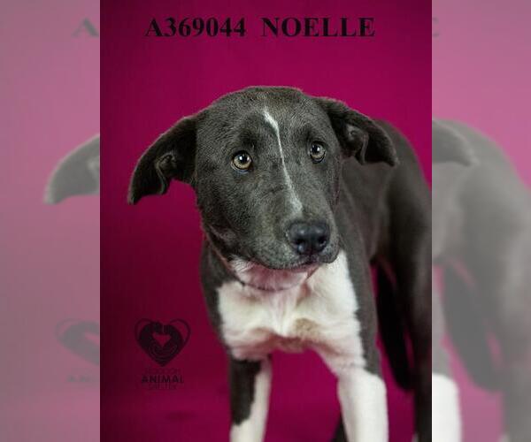 Medium Photo #1 Mutt Puppy For Sale in Stockton, CA, USA