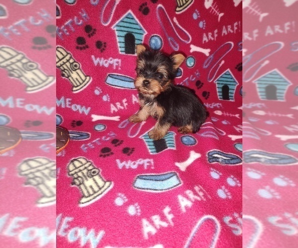 Medium Photo #11 Yorkshire Terrier Puppy For Sale in LAPEER, MI, USA