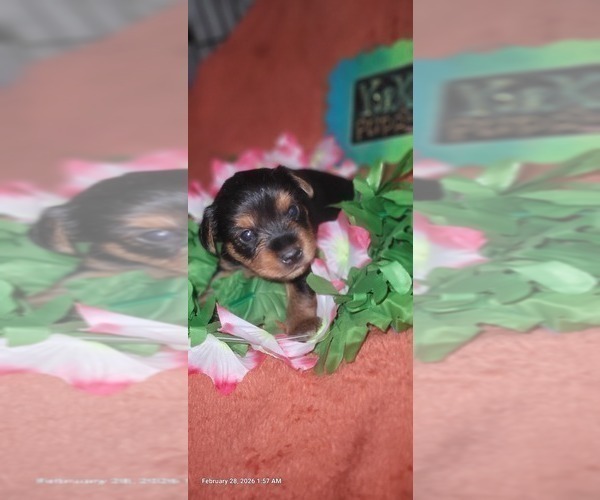 Medium Photo #119 Yorkshire Terrier Puppy For Sale in AKRON, OH, USA