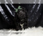 Small #4 Poodle (Toy)