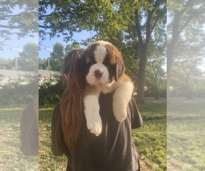 Saint Bernard Puppy for sale in BEAVER CREEK, IL, USA