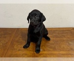 Puppy Purple collar Labrador Retriever