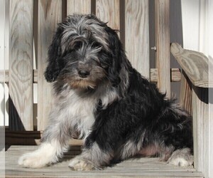 Aussiedoodle Puppy for sale in FREDERICKSBURG, OH, USA