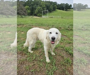 Mother of the Great Pyrenees puppies born on 06/08/2025