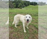 Small Photo #1 Great Pyrenees Puppy For Sale in WATTS, OK, USA