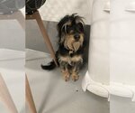 Small #3 Mutt