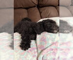 Small #2 Labrador Retriever Mix