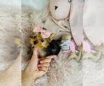 Small #6 Yorkshire Terrier