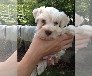 Schnauzer (Miniature) Puppy for sale in COLONIAL HEIGHTS, TN, USA