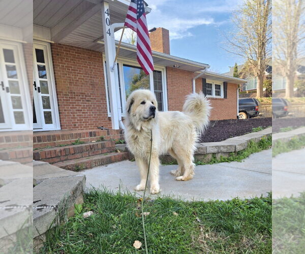 Medium Photo #3 Great Pyrenees Puppy For Sale in Thomasville, NC, USA